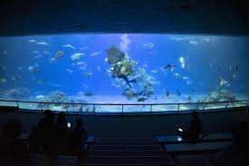 The aquarium & marine museum of university malaysia sabah (ums) lets us explore our ocean world without getting our hair wet. Seasonal Offer Pingtung National Museum Of Marine Biology Aquarium Sleepover Experience Kkday