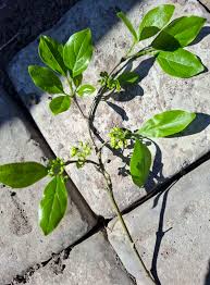 Image result for Mystroxylon aethiopicum