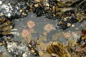 Moonstone Beach Tide Pools In Cambria The Best Time To Visit Is During Low Tide Tide Pools Moonstone Beach Ocean Inspiration
