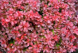 Image result for Berberis