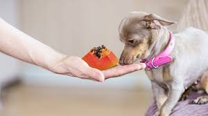 Can Dogs Eat Papaya? Pros & Cons + 3 Best Recipes