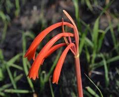 Image result for Hermannia grandistipula