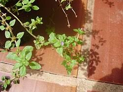 Image result for Stemodia serrata