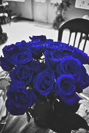 Black And Blue Roses Images Blue Roses Blue Flowers Blue Roses Flowers