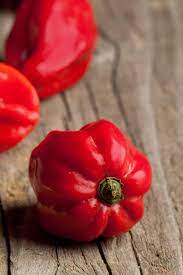 Add red savina habanero pepper flakes to your cart and tear up for one of the hottest peppers grown. Red Savina Habanero Peppers Chili Pepper Madness