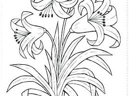 Coloring Spring Flowers Jasmine Flower Colouring Pages Flower Coloring Pages Colouring Pages Jasmine Flower