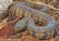 Diamond-backed Watersnake (Nerodia rhombifer) | Kentucky ...