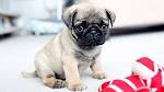 21 Of The Cutest Pugs Ever | World Of Puppies