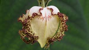 Image result for Monodora