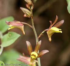 Image result for Eulophia hereroensis