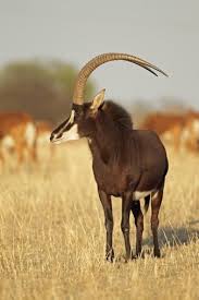Sable Antelope Hippotragus Niger African Antelope Animals Africa Animals