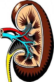 10% of the population worldwide is affected by chronic kidney disease (ckd), and millions die each year because they do not have access to affordable treatment.1 according the 2010 global burden of disease study, chronic kidney disease was ranked 27th in the list of causes of total number of deaths worldwide in 1990, but rose to 18th in 2010. World Kidney Day 2018 What Is The Theme This Year And How Can You Keep Your Kidney Healthy Ibtimes India