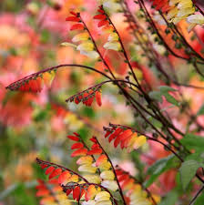 Image result for Mina lobata