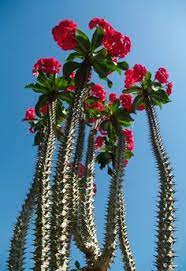 Detail of long leaf cactus plant with red thorns (cactus. 30 Crown Of Thorns Ideas Crown Of Thorns Euphorbia Milii Crown Of Thorns Plant