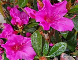 Pink and white azalea bushes in flower shop. Azalea Plants Bushes For Sale Georgia Kinsey Family Farm