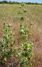 Image result for Astripomoea