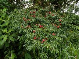 Image result for Symphonia globulifera