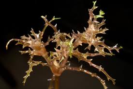 Image result for Najas horrida