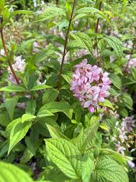 Image result for Deutzia x hybrida ′Mont Rose