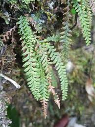 Image result for Lellingeria