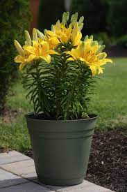 The best 15 late summer flowering bulbs. Best Summer Bulbs For Containers