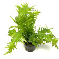 Image result for Microsorum