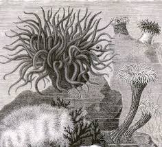 Black And White Sea Anemone Sea Anemones Victorian Era 1870s Black White Marine Biology Natural History Engraving To Frame Sea Anemone Anemone Ocean Art Painting