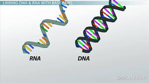 A dna nucleotide is made of a molecule of sugar, a molecule of phosphoric acid, and a molecule called a base. Nitrogenous Base Definition Pairs Video Lesson Transcript Study Com