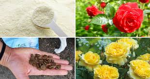 Check spelling or type a new query. 10 Diy Rose Fertilizer Remedies Available In Your Kitchen You Never Knew They Exist Balcony Garden Web