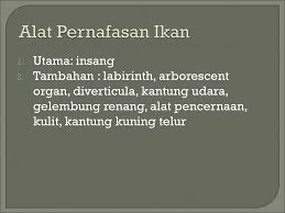 Di dalam hidung, terdapat rongga hidung yang berperan penting dalam proses pernapasan. Dr Yuni Kilawati S Pi M Si Ppt Download