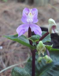 Image result for Disperis virginalis