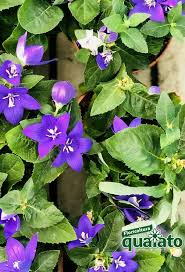 Come realizzare un rametto a spirale all'uncinettobuon lavoro! 15 Meravigliose Piante Estive Resistenti Al Sole Floricoltura Quaiato