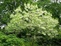 The names bull bay and sweet magnolia are just a few, but it should have been. 7 Deer Resistant Flowering Trees To Plant This Fall