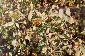 Image result for Cordia sinensis