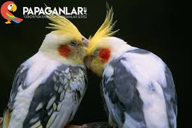 Sultan Papagani Es Tutma Papaganlar Net
