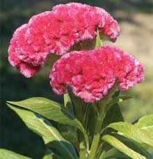 Flower Celosia Cramers Rose D1707a Rose 100 Seeds By David S Garden Seeds David S Garden Seeds Http Www Amazon Com Flower Farmer Garden Seeds Flower Seeds