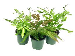 Image result for Pteris