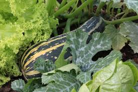 Are there two types of zucchini trellois and non trellis. Zucchinisorten Im Uberblick 32 Alte Und Neue Essbare Sorten Gartendialog De