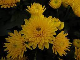 Pin On Flowers