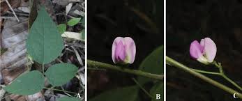 Image result for Wajira grahamiana