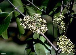 Image result for Psydrax fragrantissima