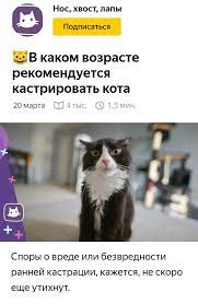 pin ot polzovatelya andre na doske koshki koshki