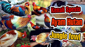Dibawah ini merupakan cara mudah mengobati ayam tedun untuk ayam aduan yang biasa dilakukan oleh bebotoh dan peternak ayam aduan. Reban Ayam Episod 2 By Tontonmy