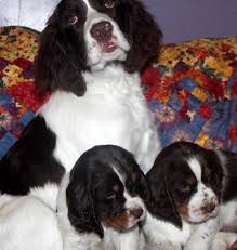 Unlike other spaniels, english springer spaniels only come in three acceptable color combinations. Liver And White Royal Springer Spaniels