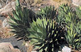 Pacific Horticulture Society Cacti Agaves And Yuccas Of California And Nevada