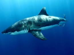 great white sharks species wwf