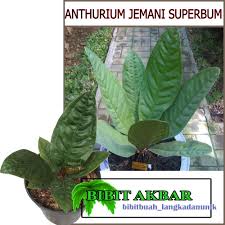 Koleksi tanaman hias untuk keasrian rumah. Bibit Tanaman Hias Anthurium Jemani Superbum Shopee Indonesia