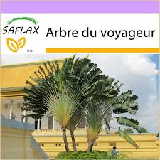 Maybe you would like to learn more about one of these? Arbre Du Voyageur Cdiscount