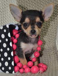 Teacup Puppies Tiny Chihuahua Teacup Chihuahua Puppies For Sale Click For Website Www Toysandte Teacup Chihuahua Puppies Chihuahua Puppies Teacup Chihuahua