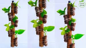 Money Plant Growing In Hanging Stick Money Plant Growing Idea Money Plan Money Plant Plants Green Decor